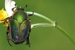green-june-beetle